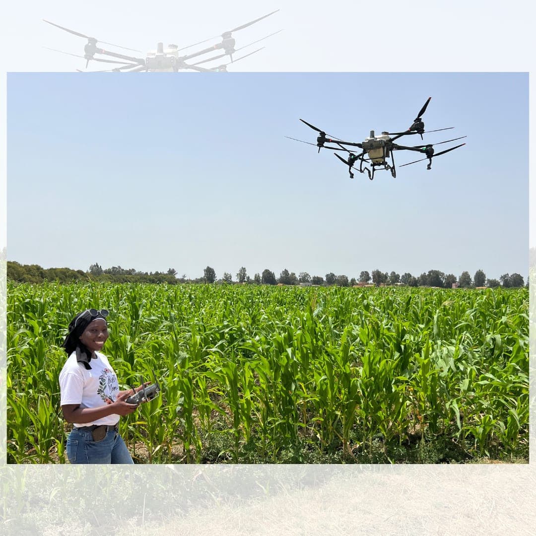 Participante pilotant un drone agricole dans un champ de maïs