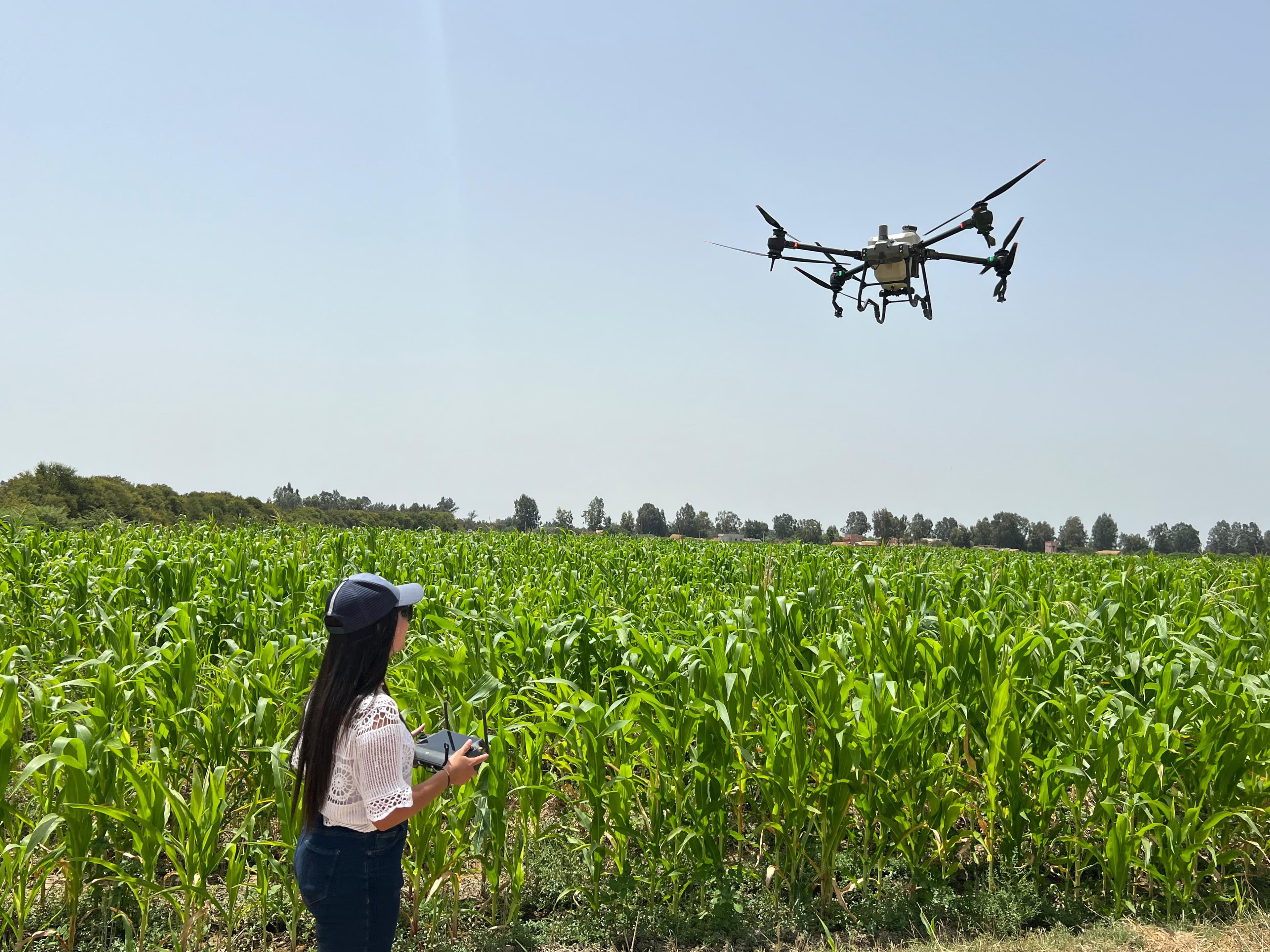 Agriculture photo 4
